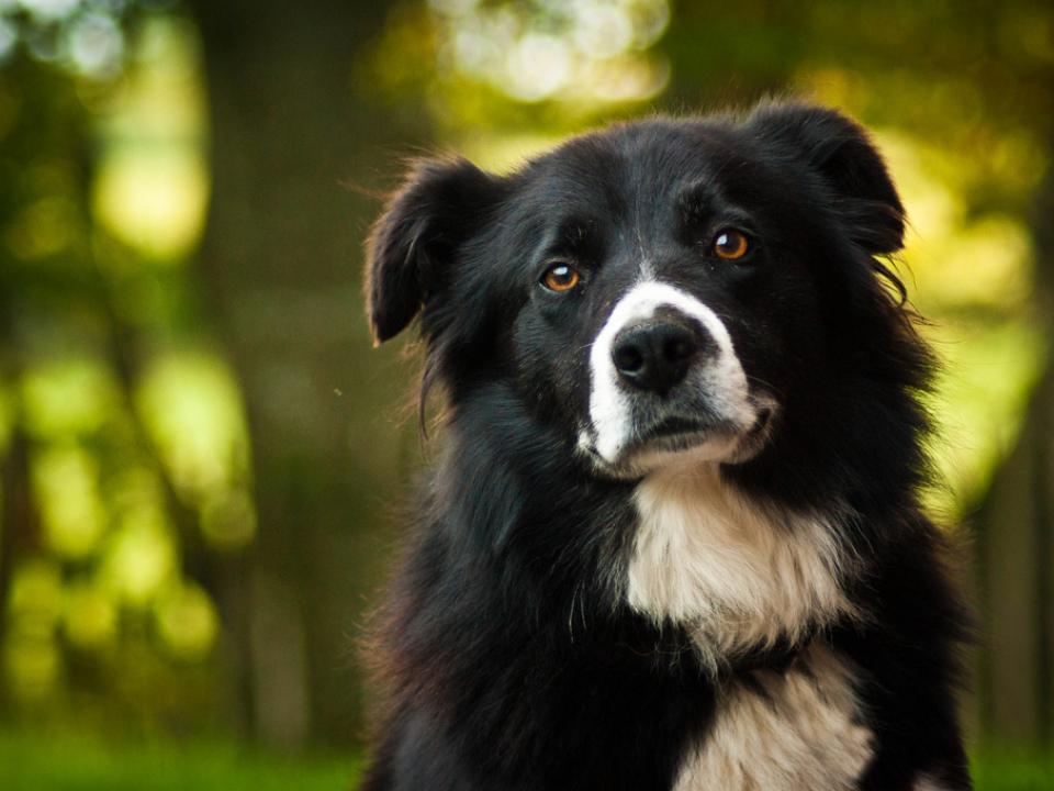 日本語との違いが面白い!動物の鳴き声を英語で表現すると?