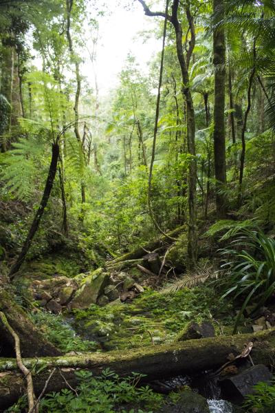 世界遺産登録の世界最古の多雨林「ゴンドワナ多雨林」