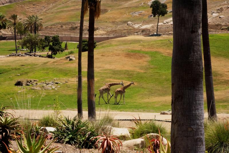 アメリカ留学中に行くべきサンディエゴにあるSan Diego Zoo Safari Park