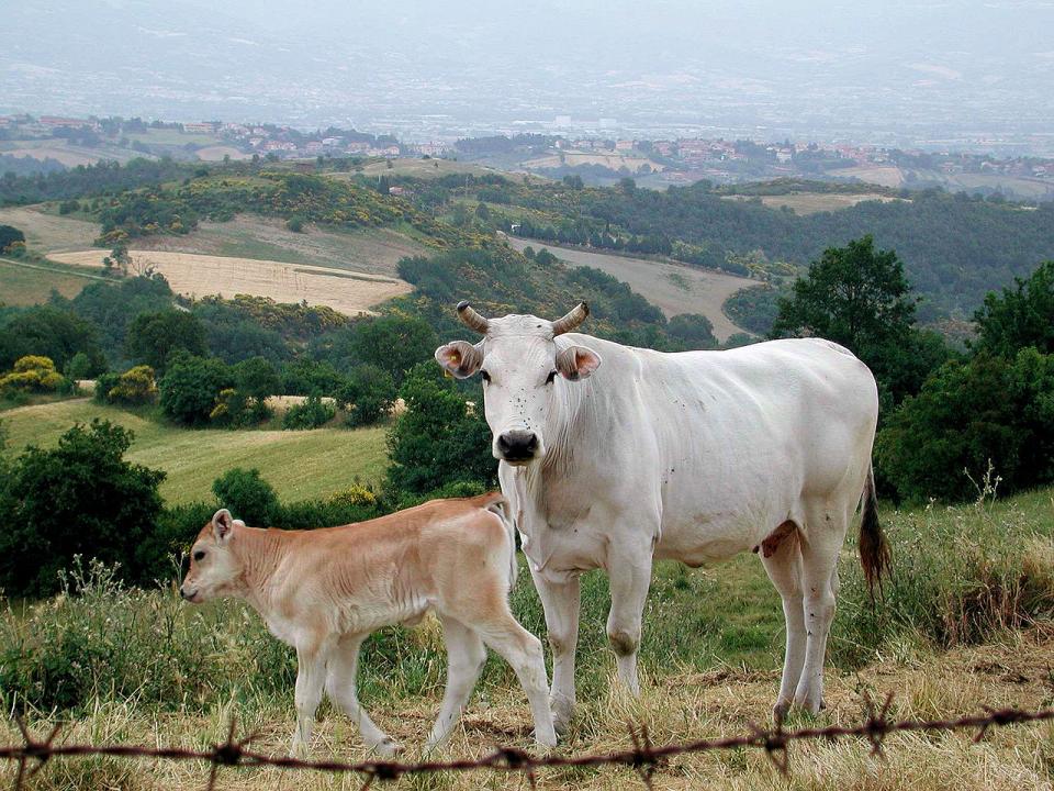肉食派必見！イタリアで有名なブランド牛３選
