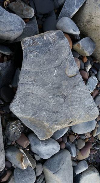 アンモナイトの跡のついた石