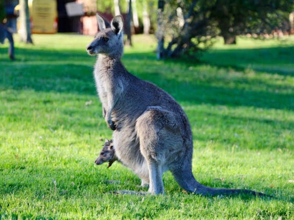 パース市内で野生のカンガルーに会える場所、Heirisson Island（ヘイリッソン島）とは？