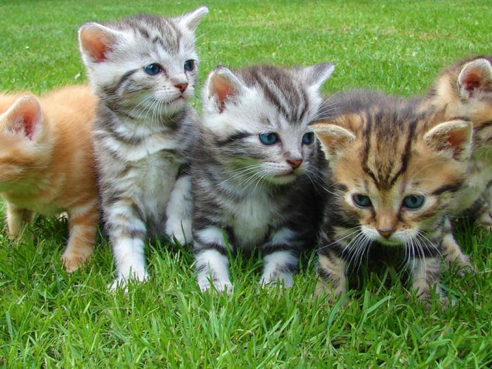 猫派必見！猫にまつわるイタリア語１９選