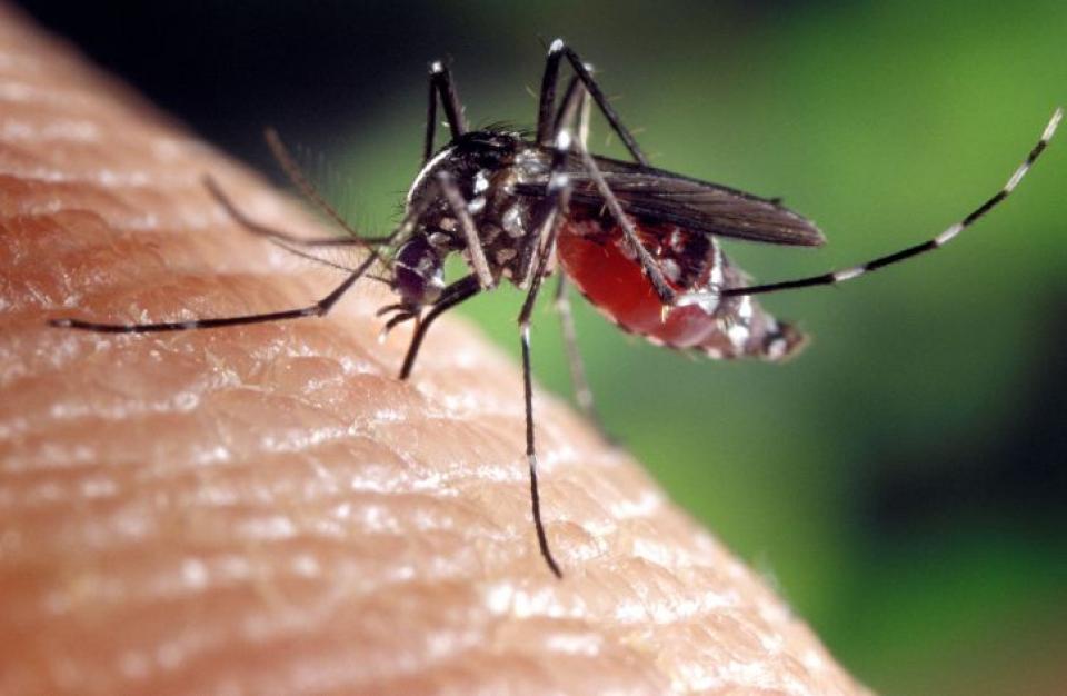 夏の大敵!イタリアでの蚊対策&刺されたときの正しい対処法とは?