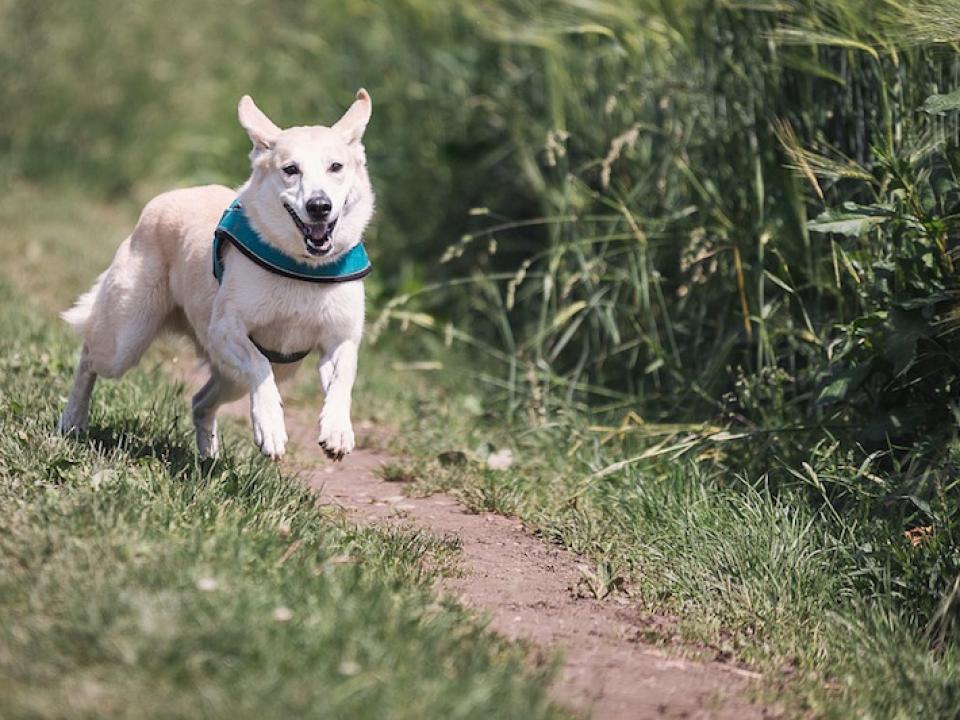 犬の鳴き声はイタリア語で何という？イタリア語の擬音語・擬態語３１選