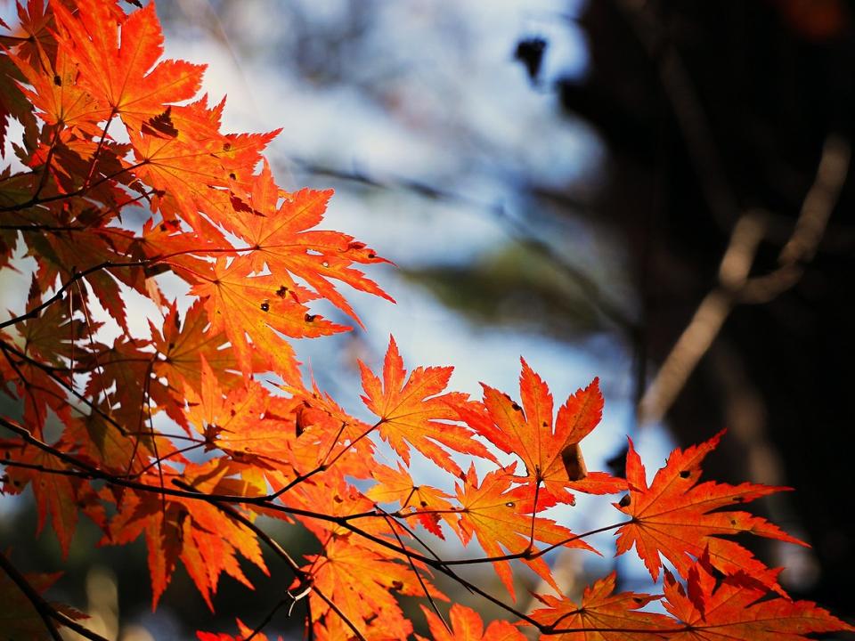 ボストニアン流に紅葉を楽しもう!ボストンのお勧め紅葉スポット3選