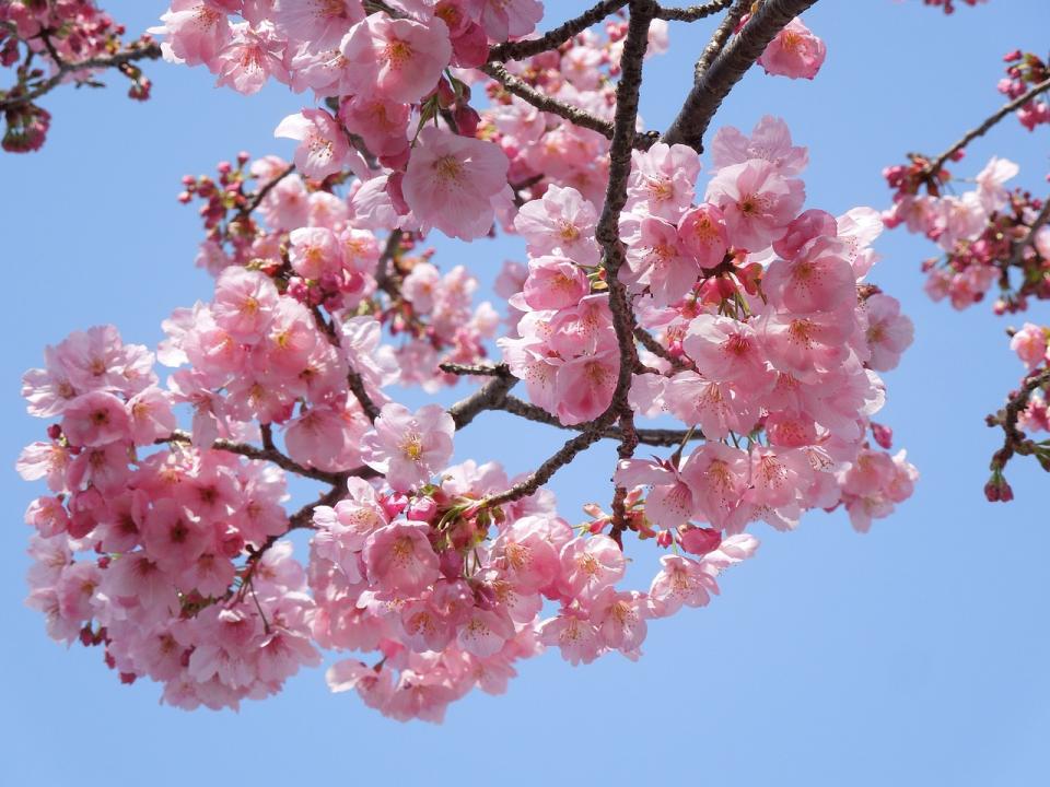 桜はイタリア語で何という？春に咲く花のイタリア語名１５選