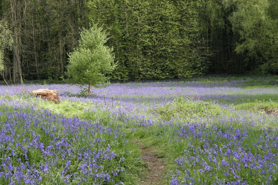 英国の春の風物詩！ブルーベルの森へ行ってみた