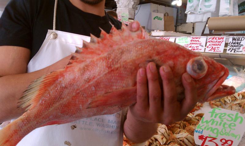 メバル（目張）、カサゴ（笠子）は英語でrockfishです