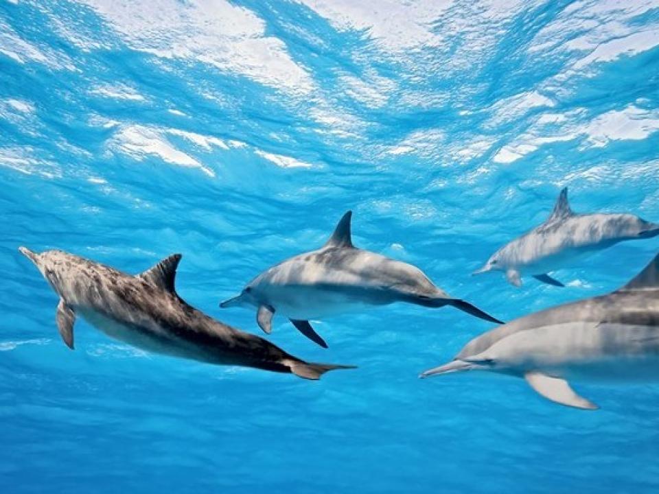 イルカはイタリア語で何て言う?水族館にまつわるイタリア語15選