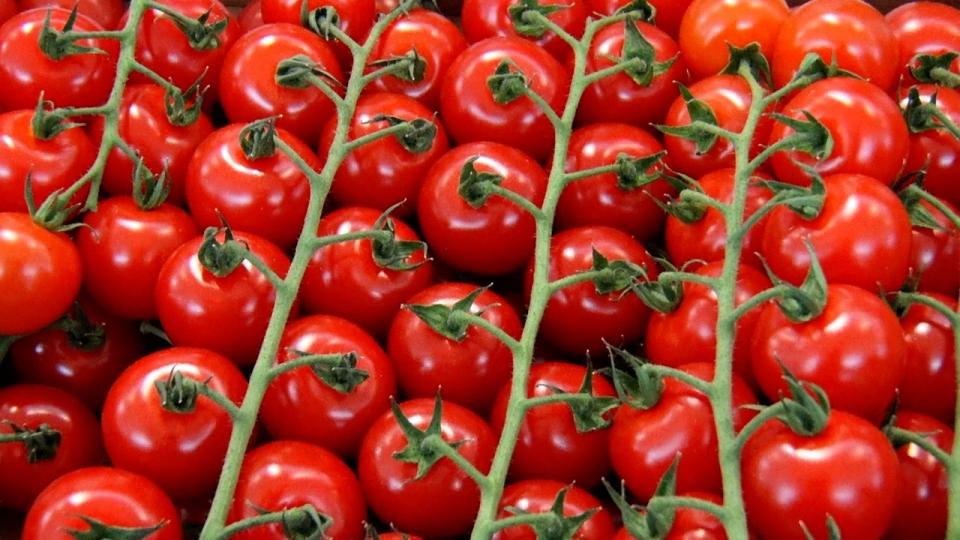 どれを選んだらいいの？イタリアでおすすめのトマト５選