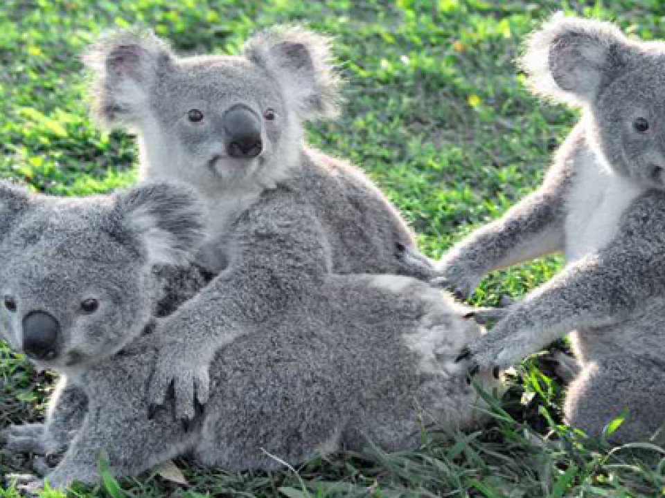 半年前には予約必至！オーストラリアの動物園で完全英語環境のアニマルケアボランティア