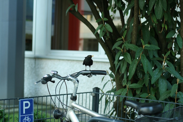 ベルリンの街にいる小鳥