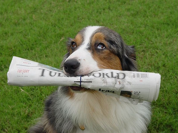 新聞を持つ犬